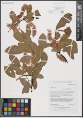 Foto von Salix caprea L.